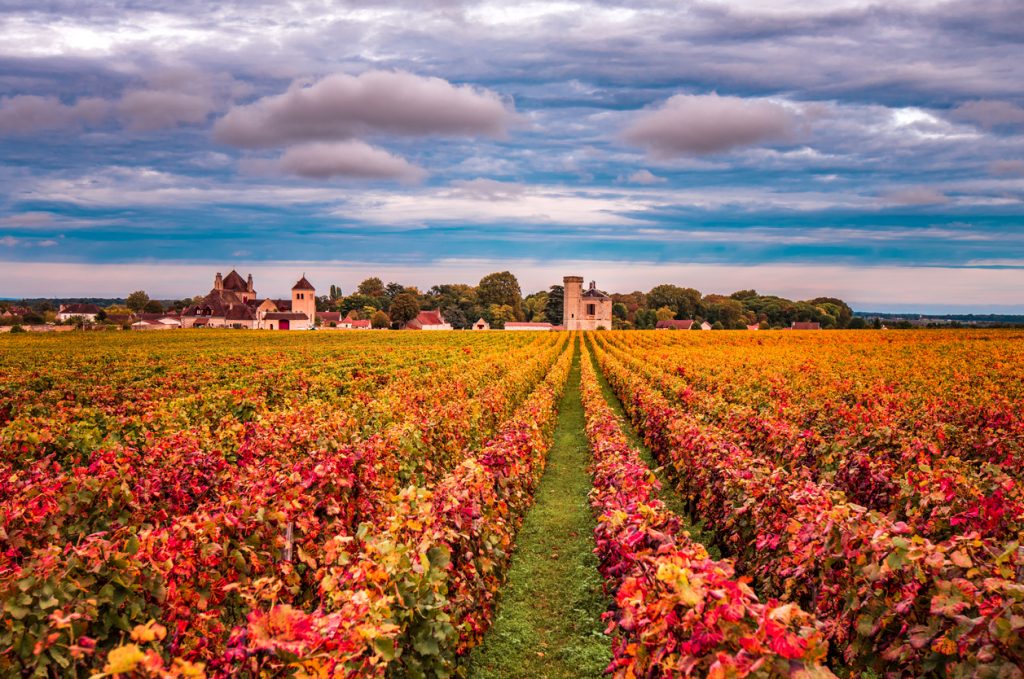 Vineyards in the autumn season, Burgundy, France