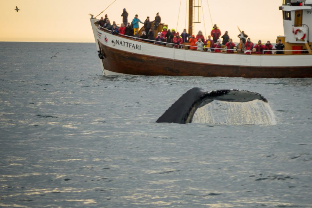 Whale watching, near Husavik