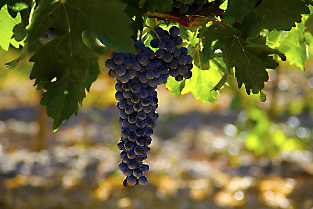 Wine Grapes Spain