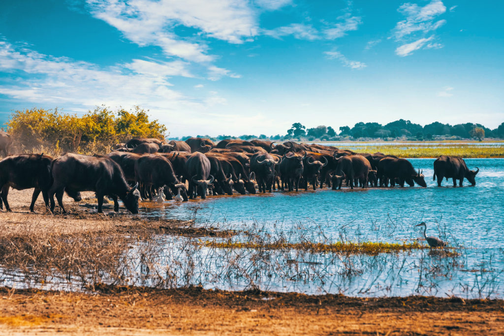 Cape Buffalo at Chobe river, Botswana