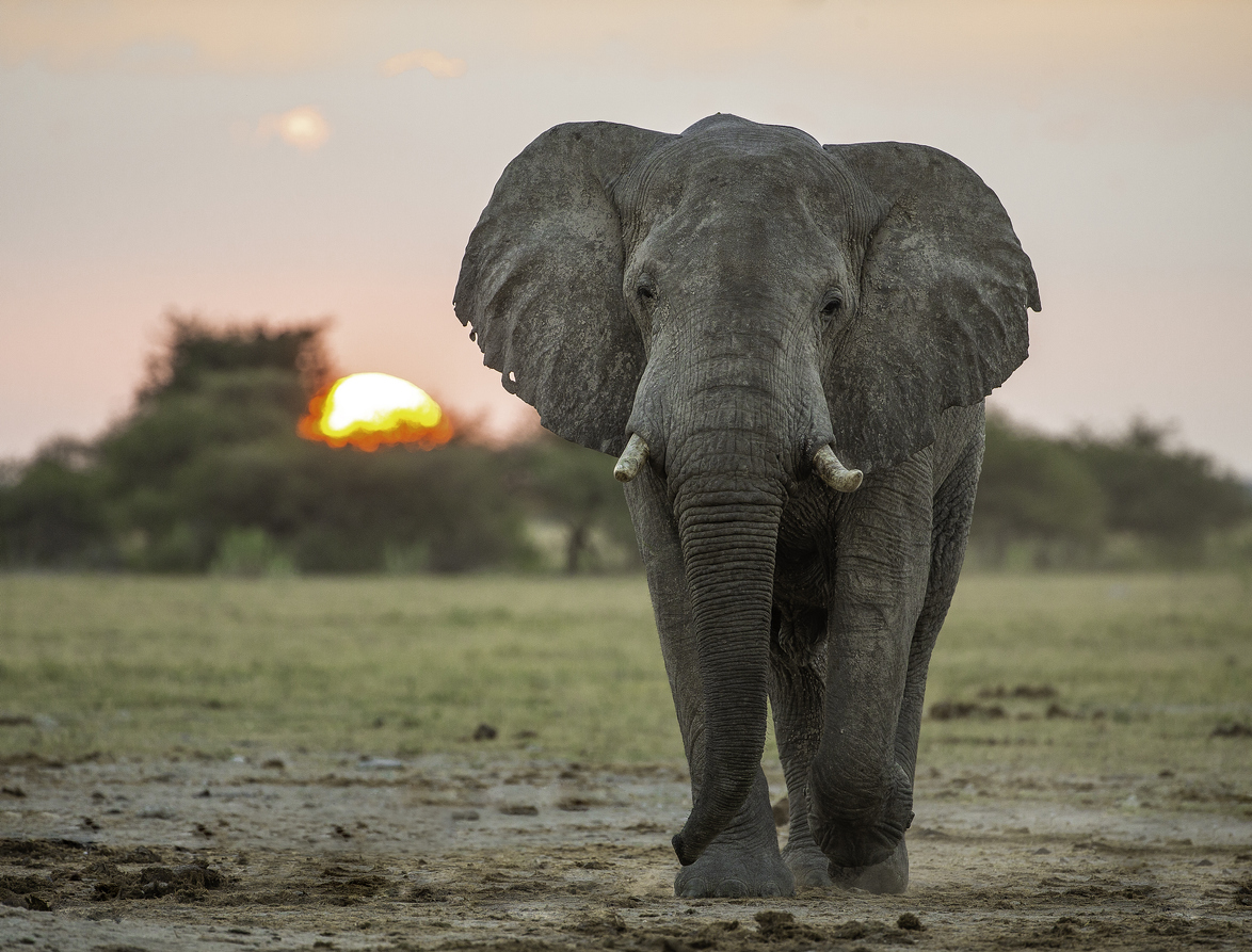 Elephant walking in Botswana