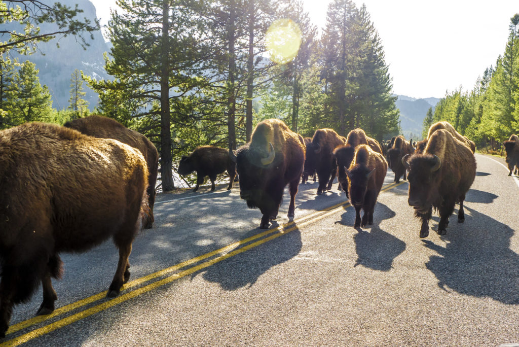 A herd of Bison walked freely in Yellowstone National Park