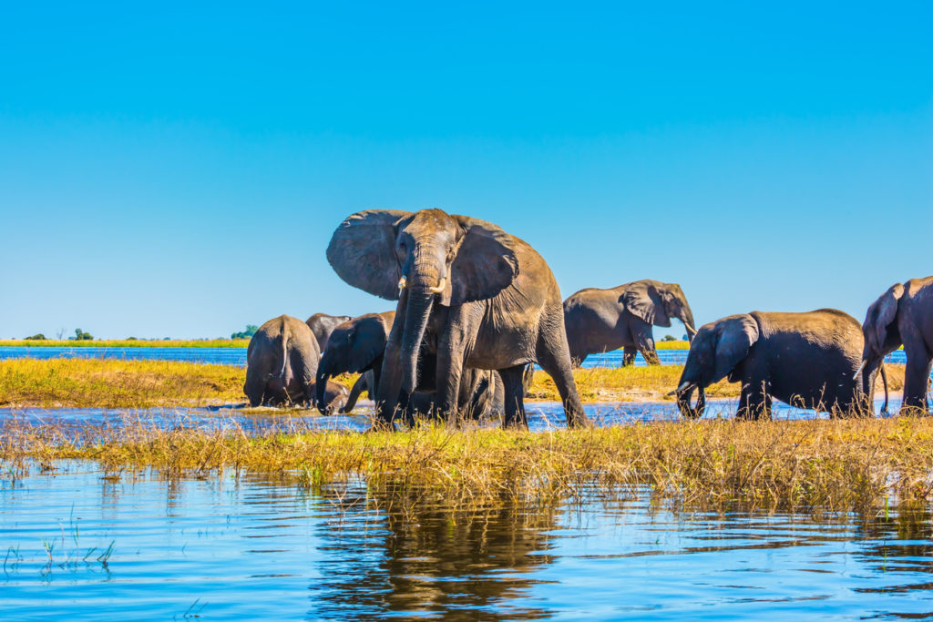 Herd of elephants adults and cubs