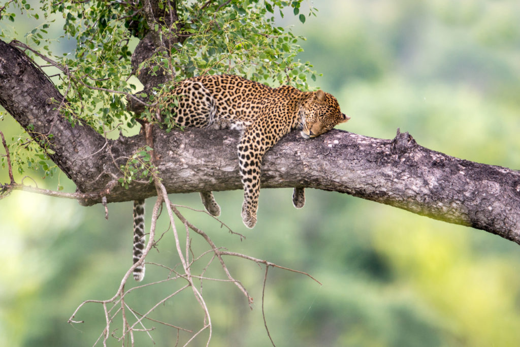 Leopard in a Tree