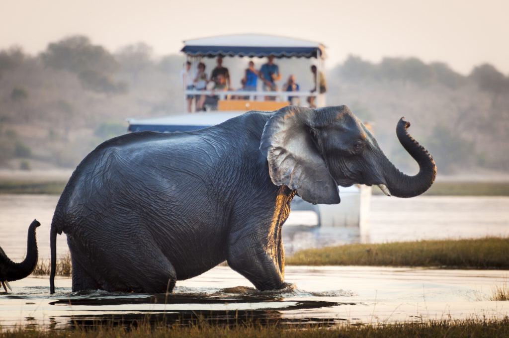 Safari in Botswana