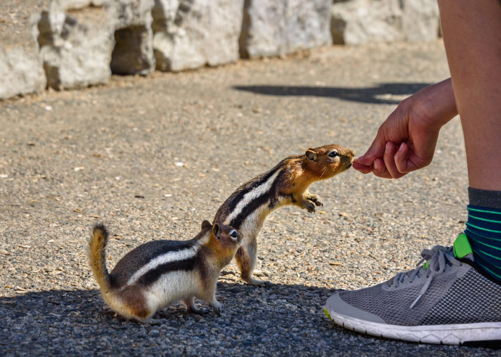 Two ground squirrels eating from a boy's hand