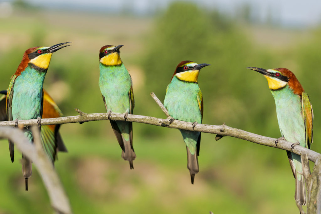 Wild birds in Botswana