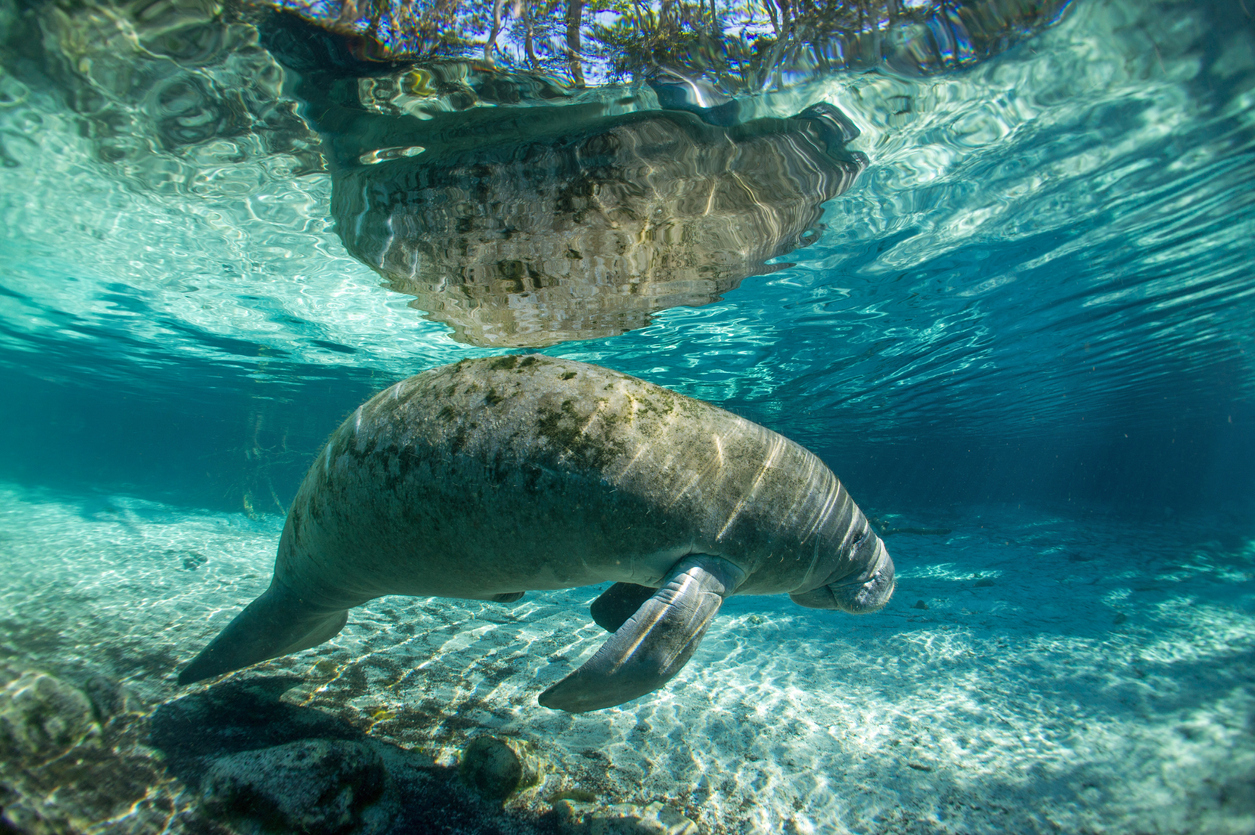 A Manatee in the Crystal River, Florida.