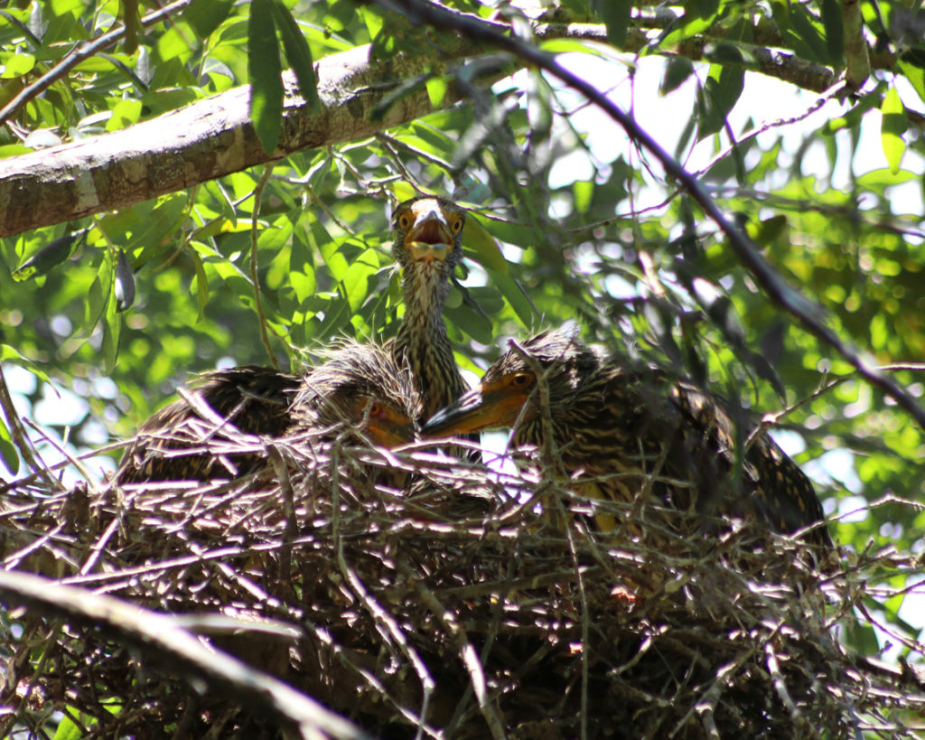 Baby black-crowned night herons in nest found in the Crystal River preserve area along the water.