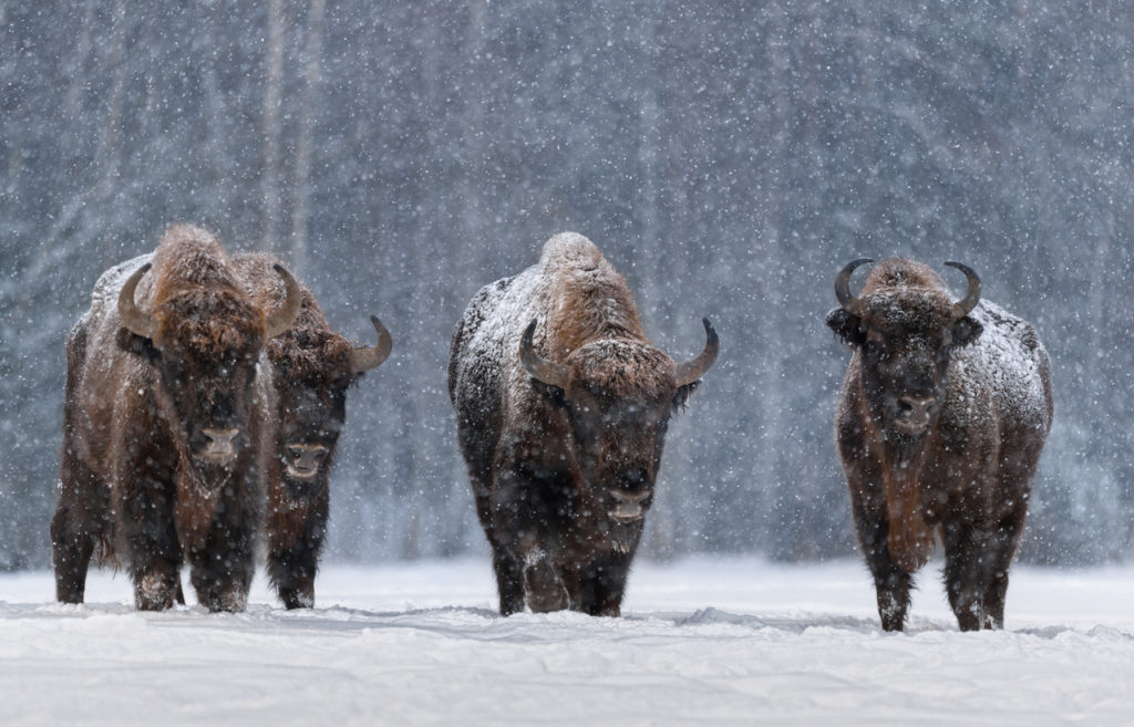 Bison Bonasus in Belarus