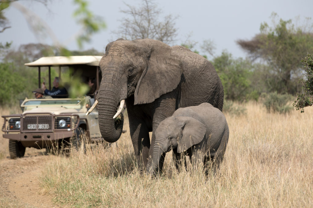 Elephants in Tanzania