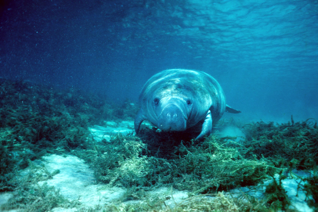 Manatee in Crystal River, Florida