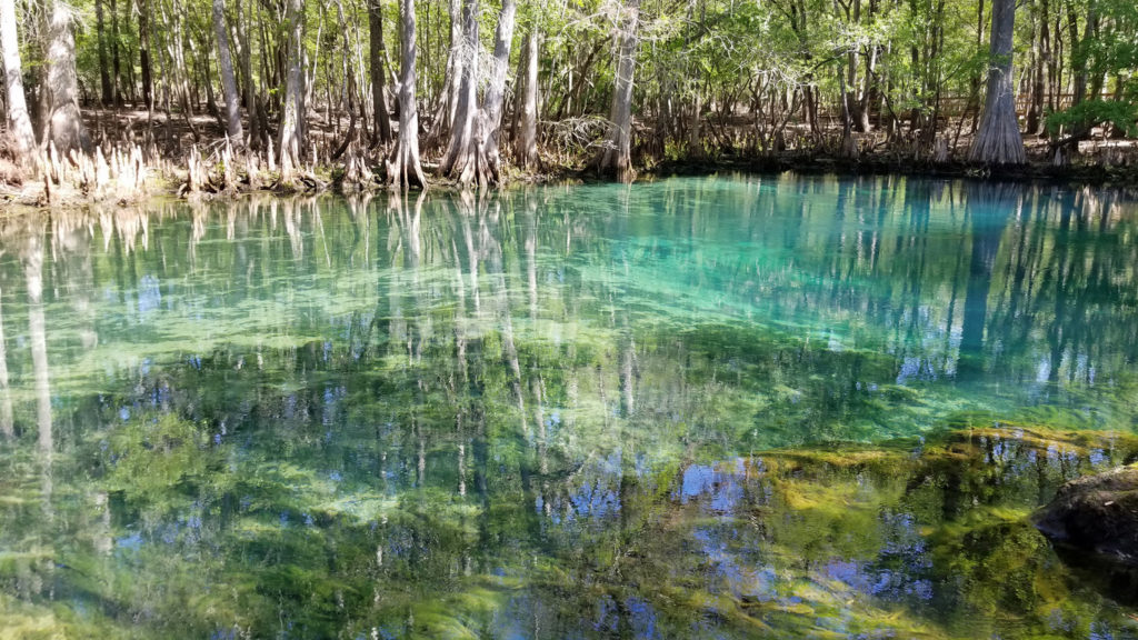 Manatee Springs State Park in Chiefland, FL