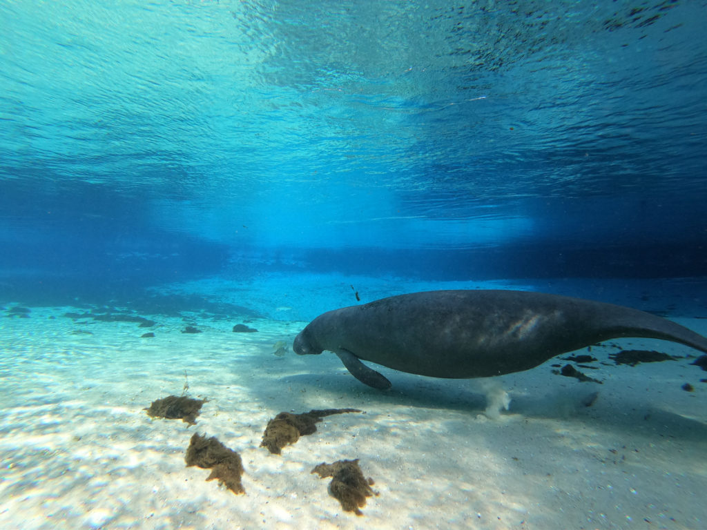 Manatee Swims Underwater in Crystal River