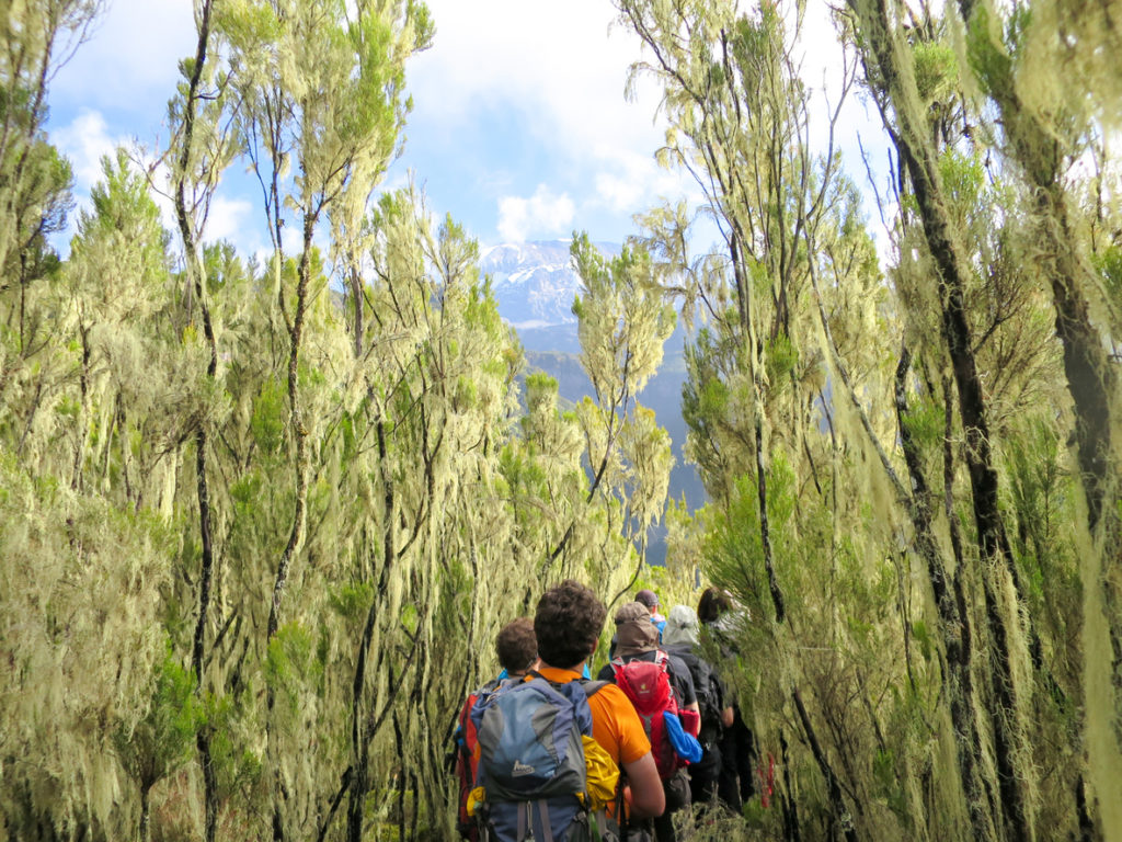 Mount Kilimanjaro hike through the high alpine forest on the Umbwe Route