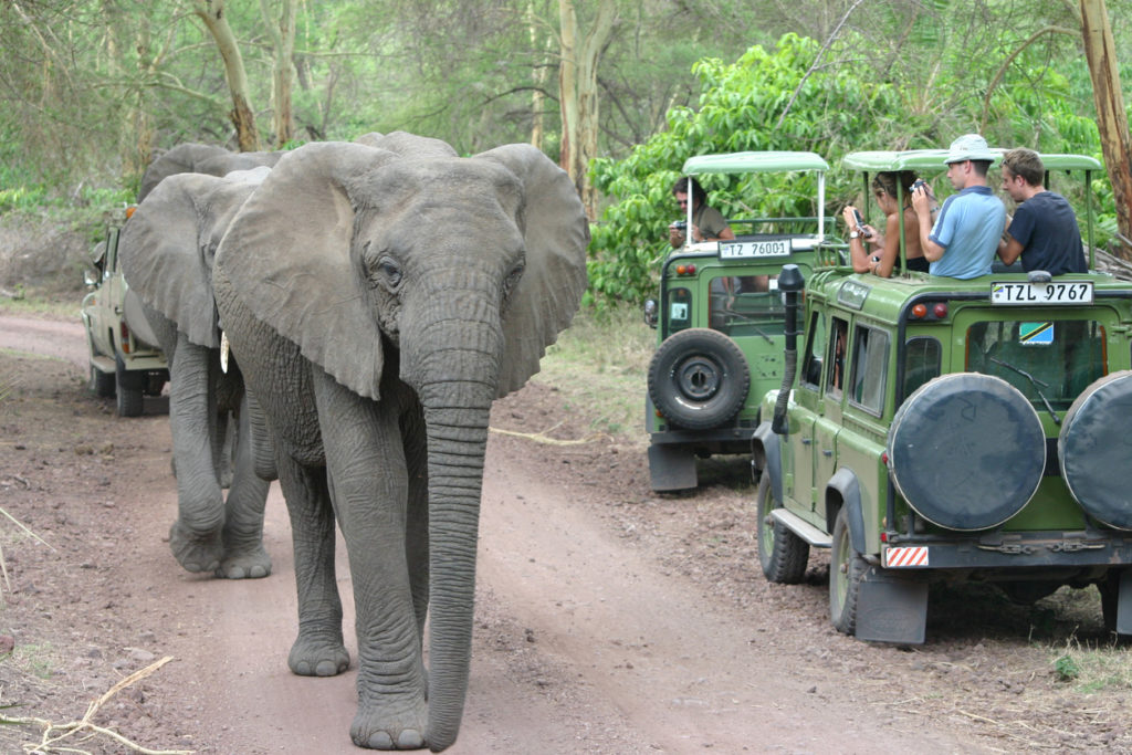 Safari Tourists watch Elephants, Lake Manyara, Tanzania