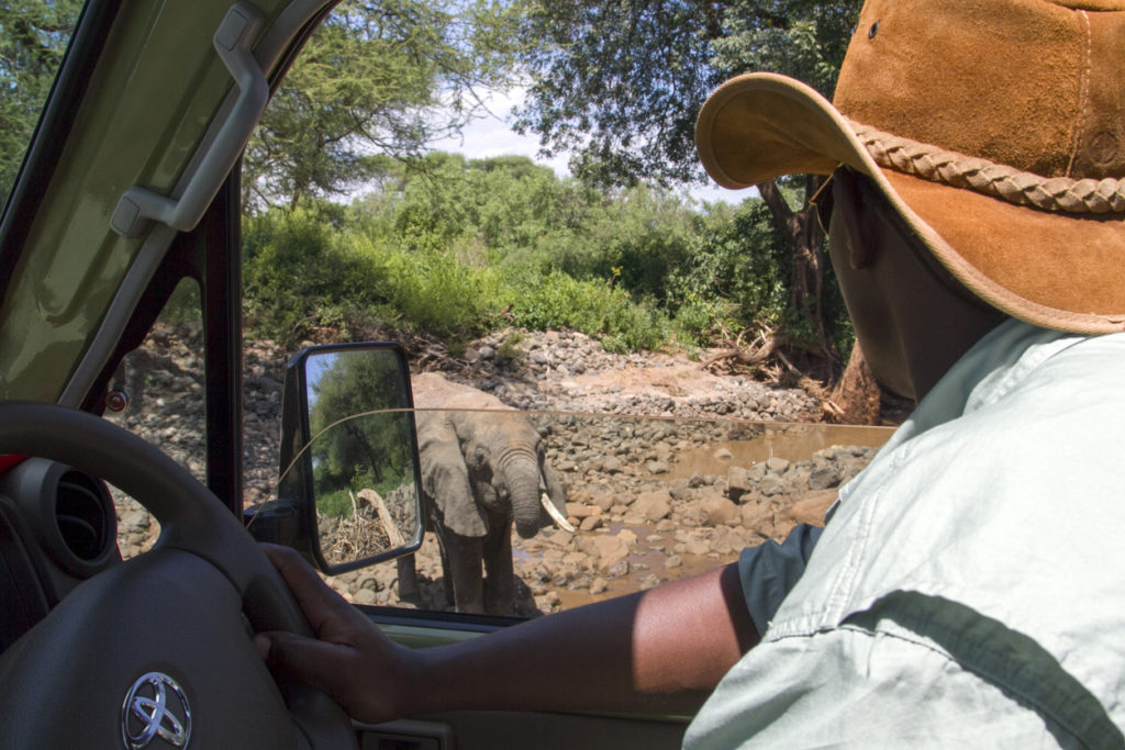 Safari guide looking at nearby elephant while drinking water.