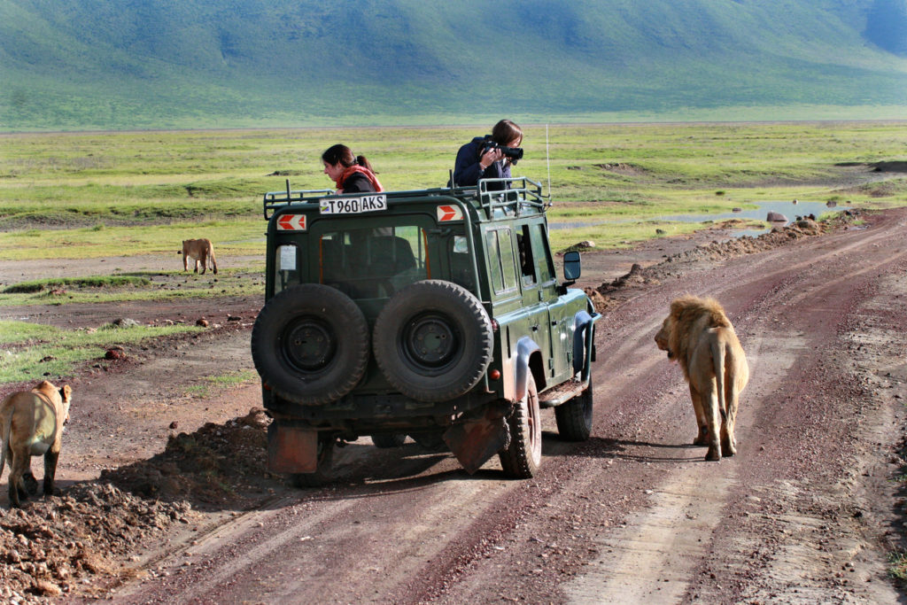 Wild lions in wildlife on a jeep safari