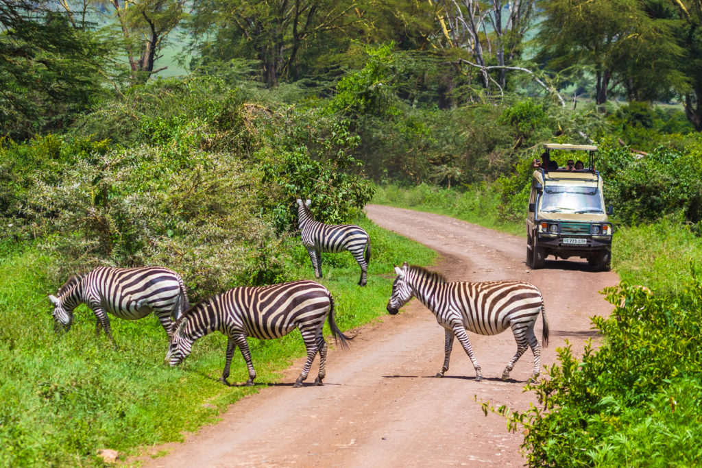 Wild zebras in Ngorongoro Crater Conservation area. Tanzania.