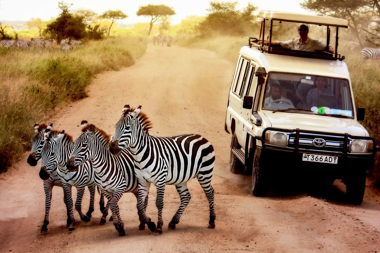 Zebras on the road in Serengeti national park