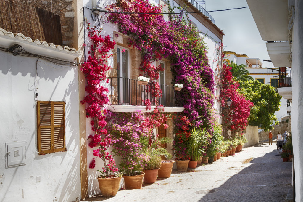 Bougainvillea in the streets of Ibiza