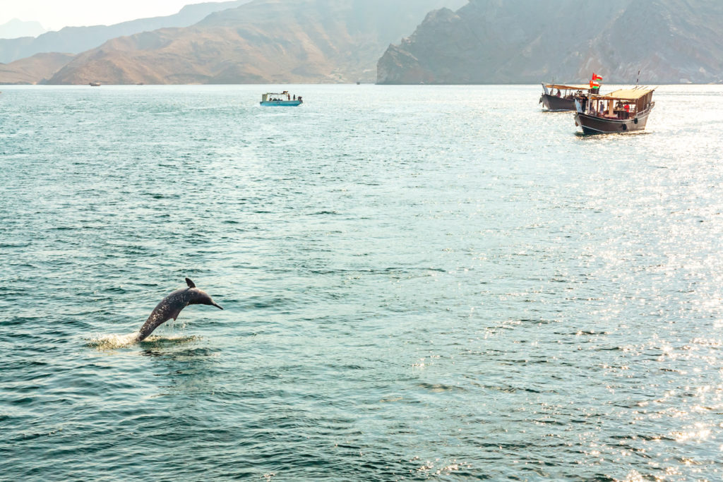 Dolphins in Oman
