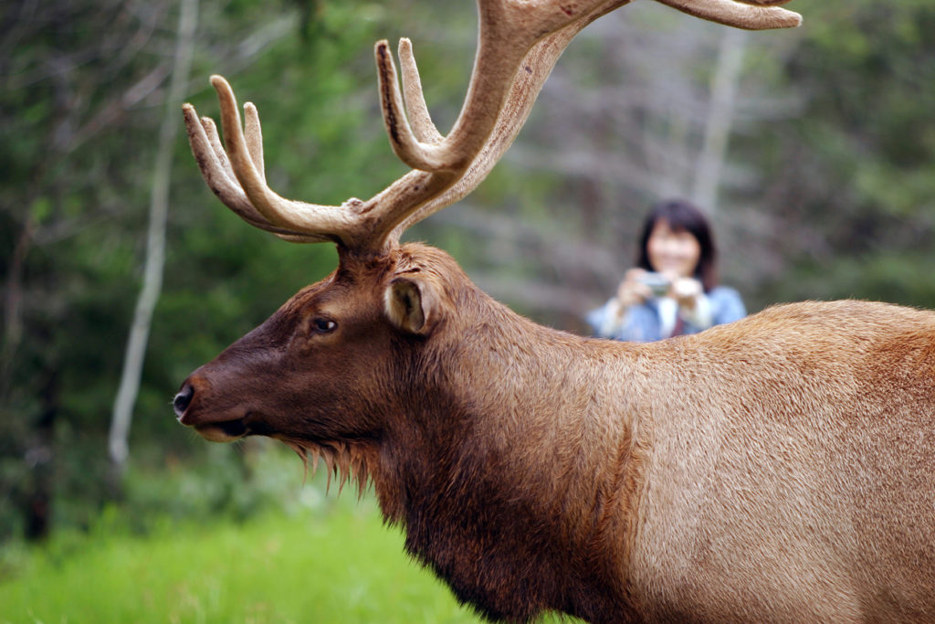 Meeting with Wildlife