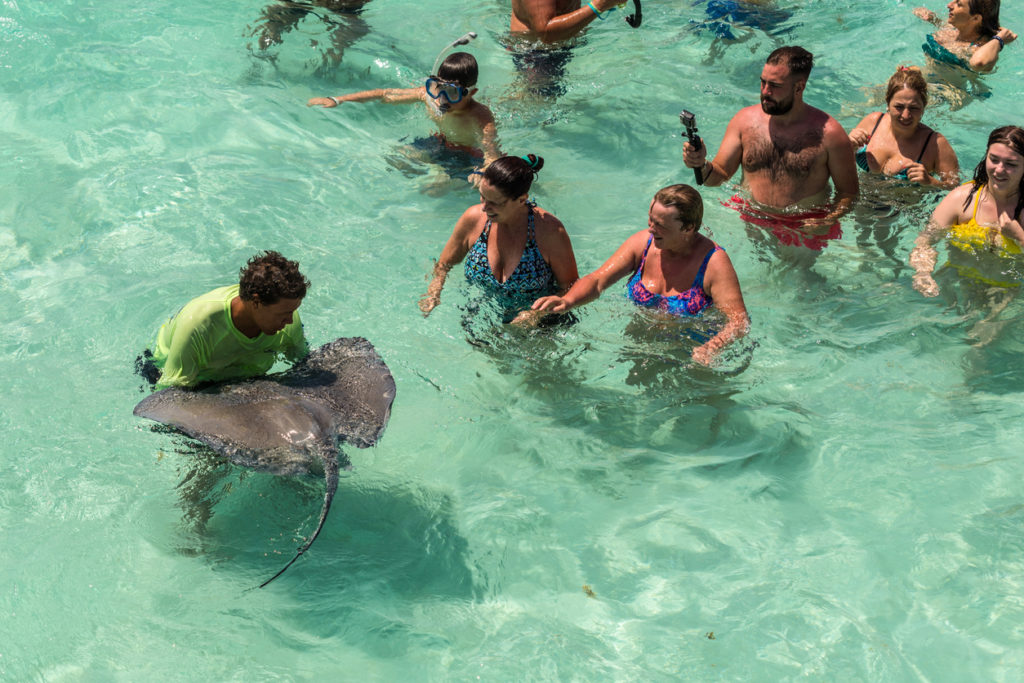 Stingray city in Grand Cayman Islands