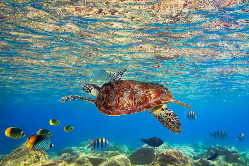 Turtle underwater