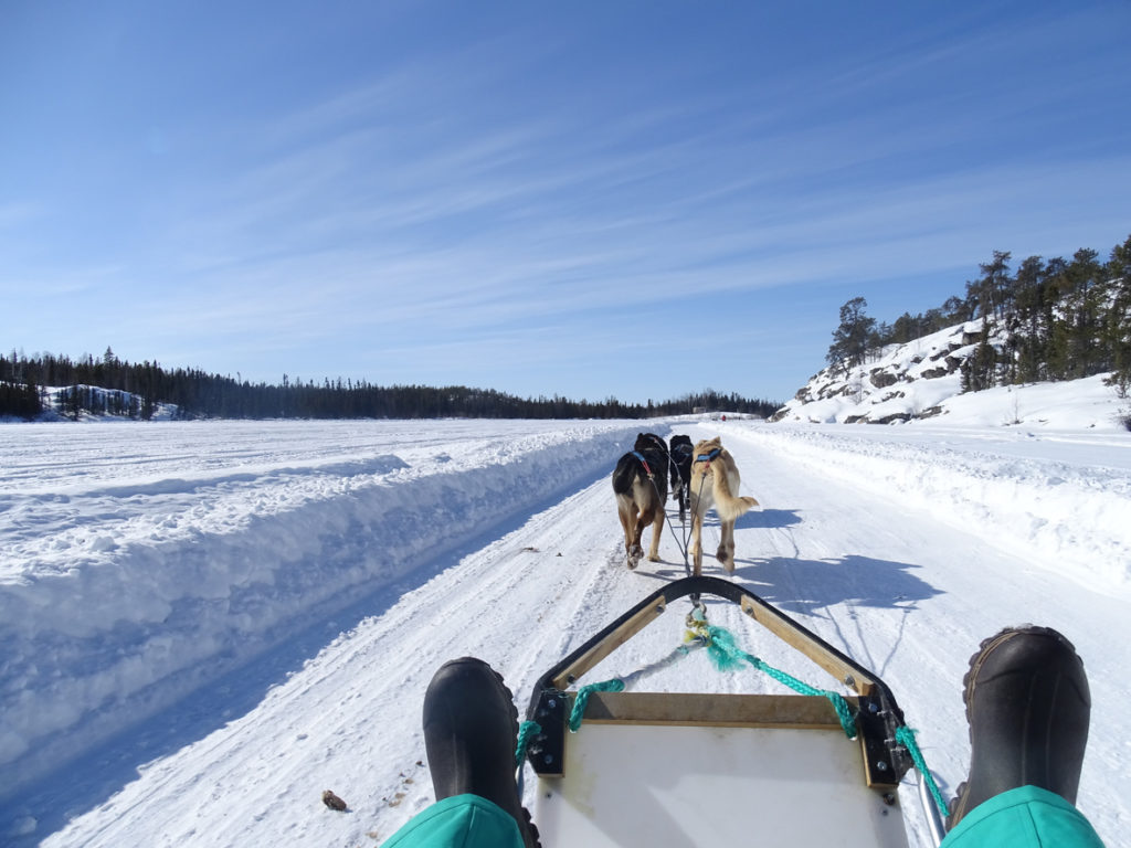 Dog Sledding in Quebec