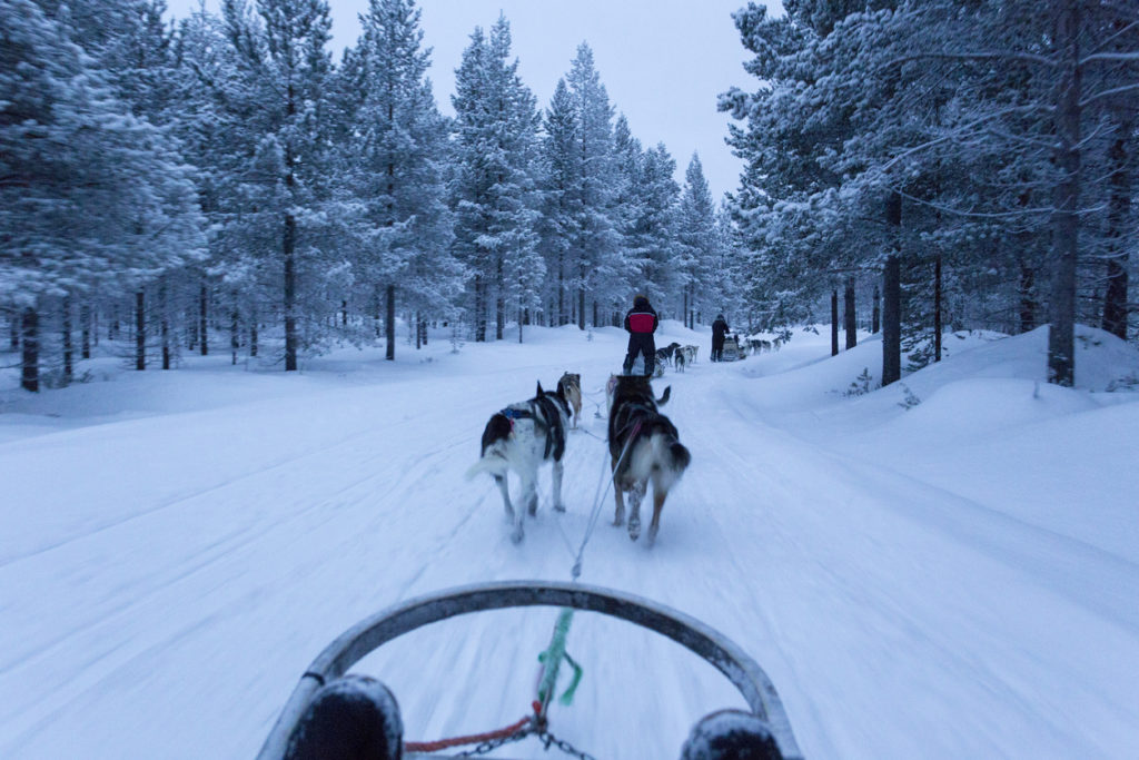 Dogsledding