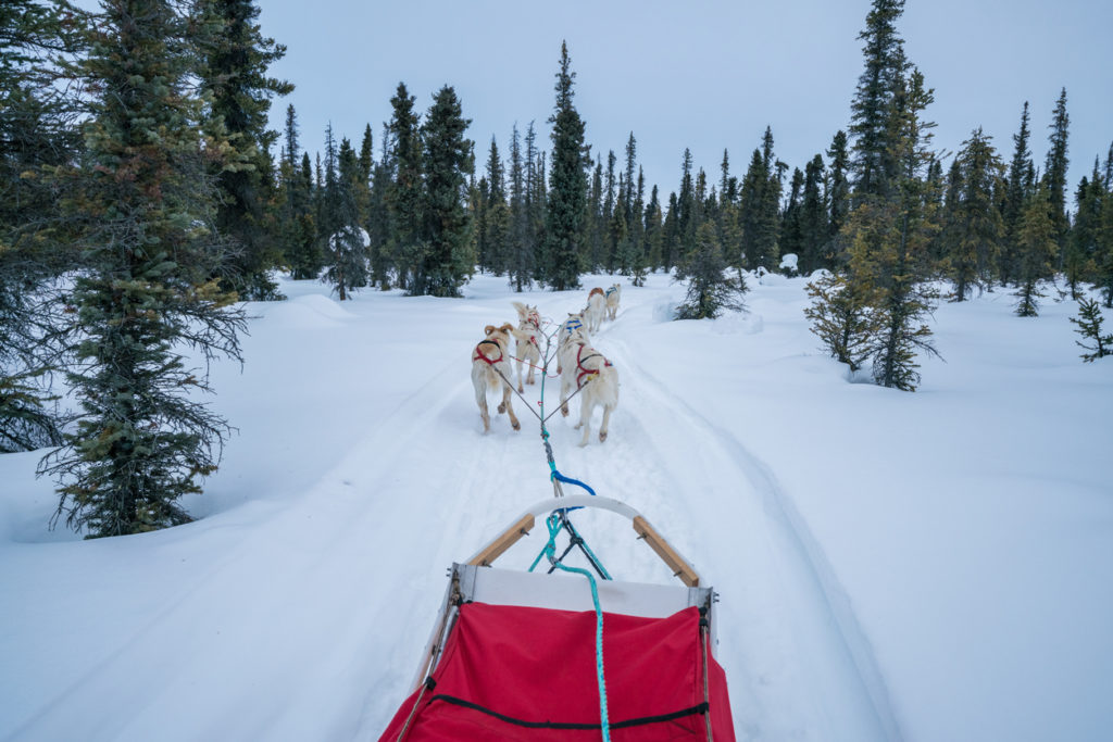 Experiencing Dog Sledding in the wild