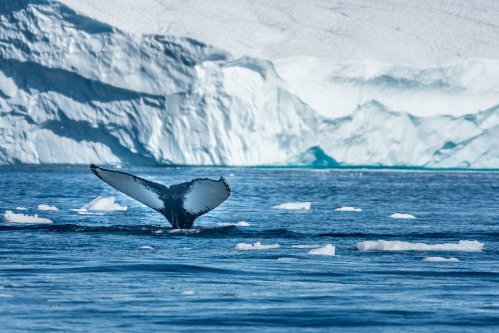 Humpback whale, Disko Bay, Greenland