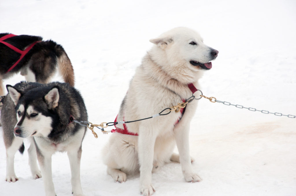 Husky sled dogs in the snow