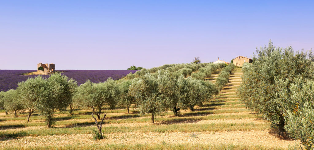 Provence olive trees and lavender field