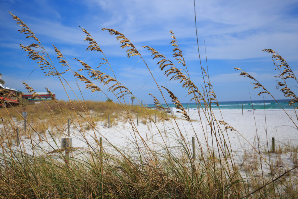 Wild grasses on Henderson state park beach