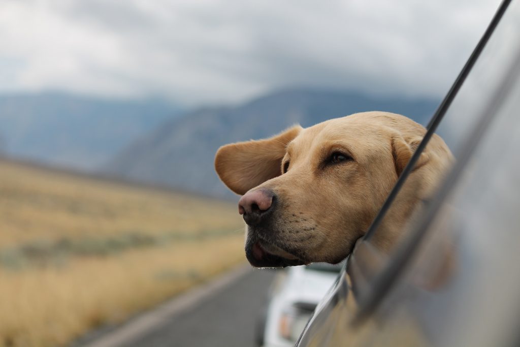 5 Best Pet-Friendly Road Trips