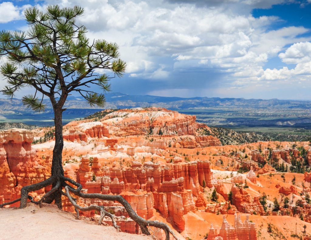 Forest Tree overlooking the Bryce Canyon of Utah