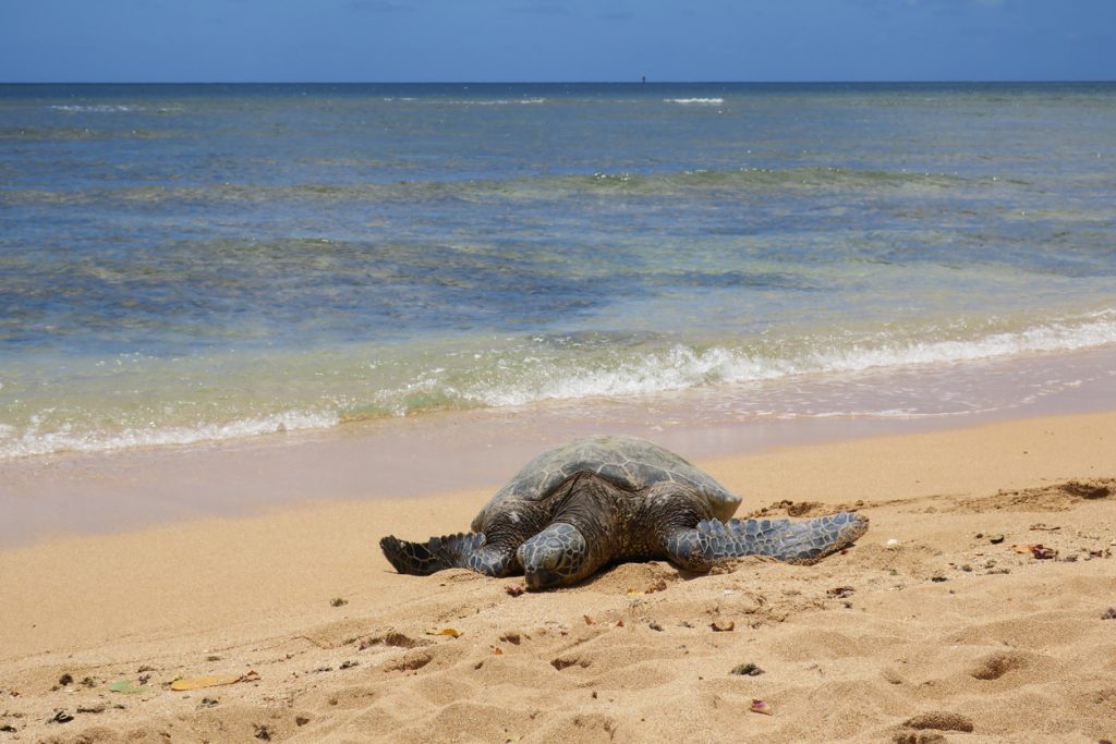 Turtle at Polihua Beach, Lanai