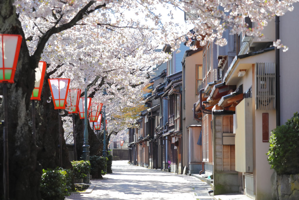 Cherry blossom Higashiyama teahouse old house street Kanazawa