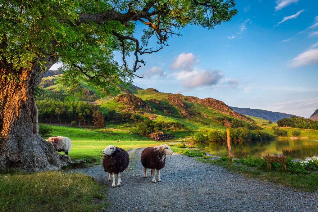 Two curious sheeps on pasture at sunset in Lake District