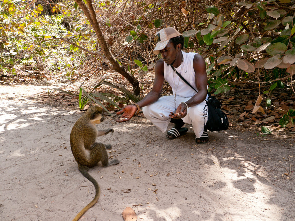 Man feeding a Green Velvet Monkey with peanuts