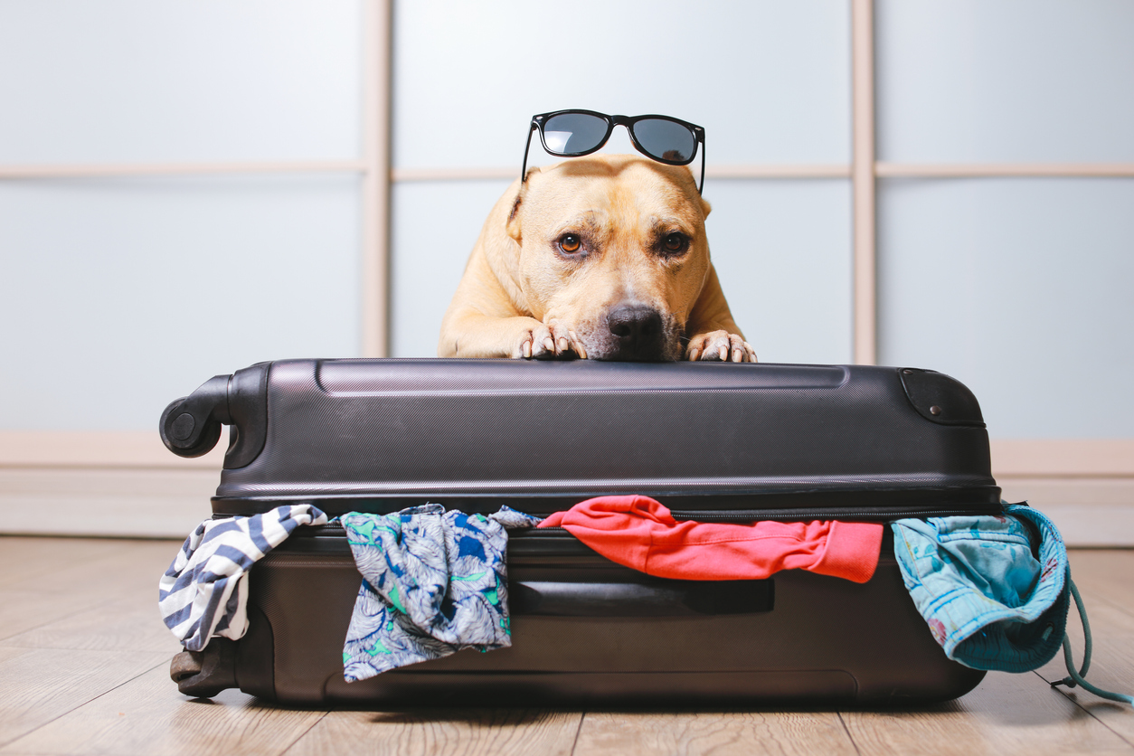 Traveling With Your Puppy