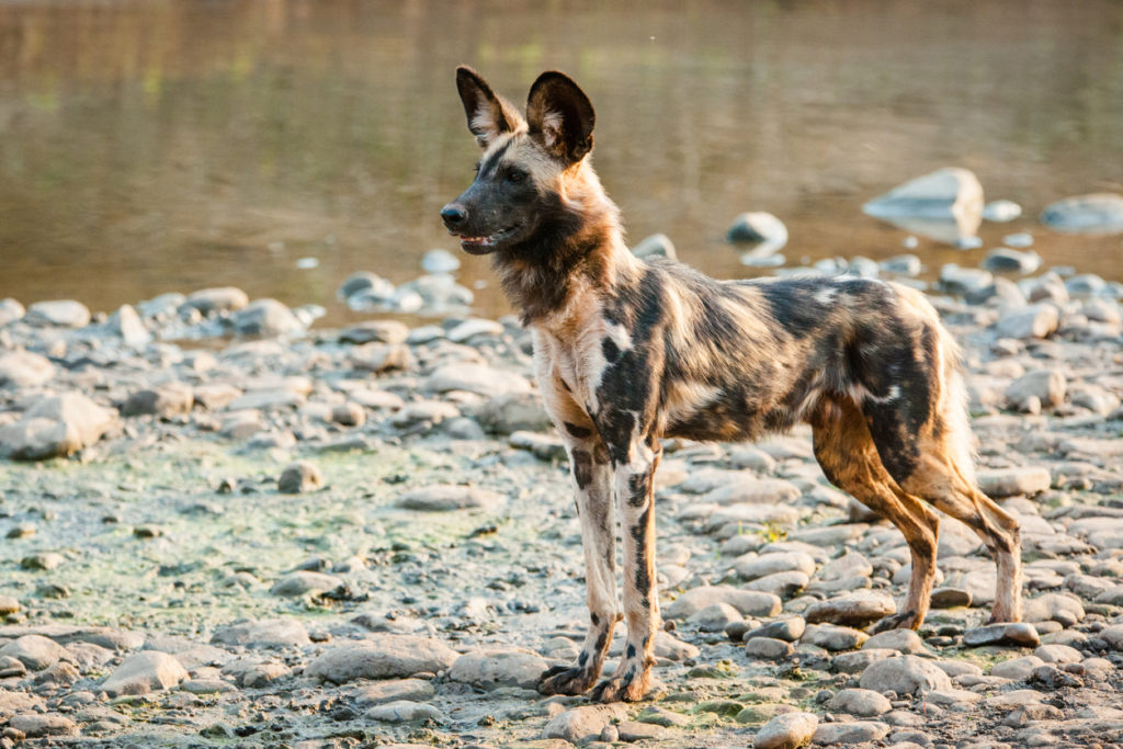 An endangered African wild dog in Zambia