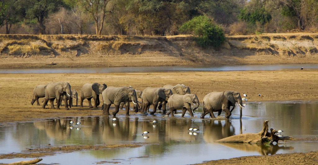 Elephant herd crossing river in Zambia