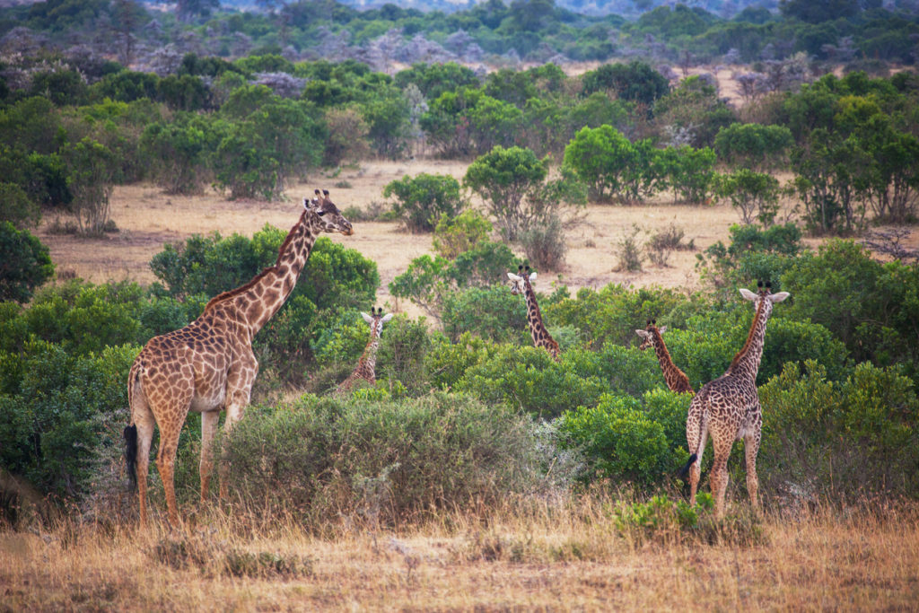 Giraffe in Zambia