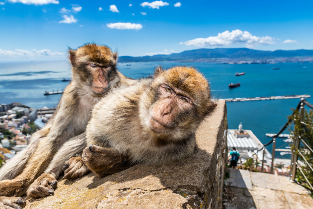 Macaques in Gibraltar