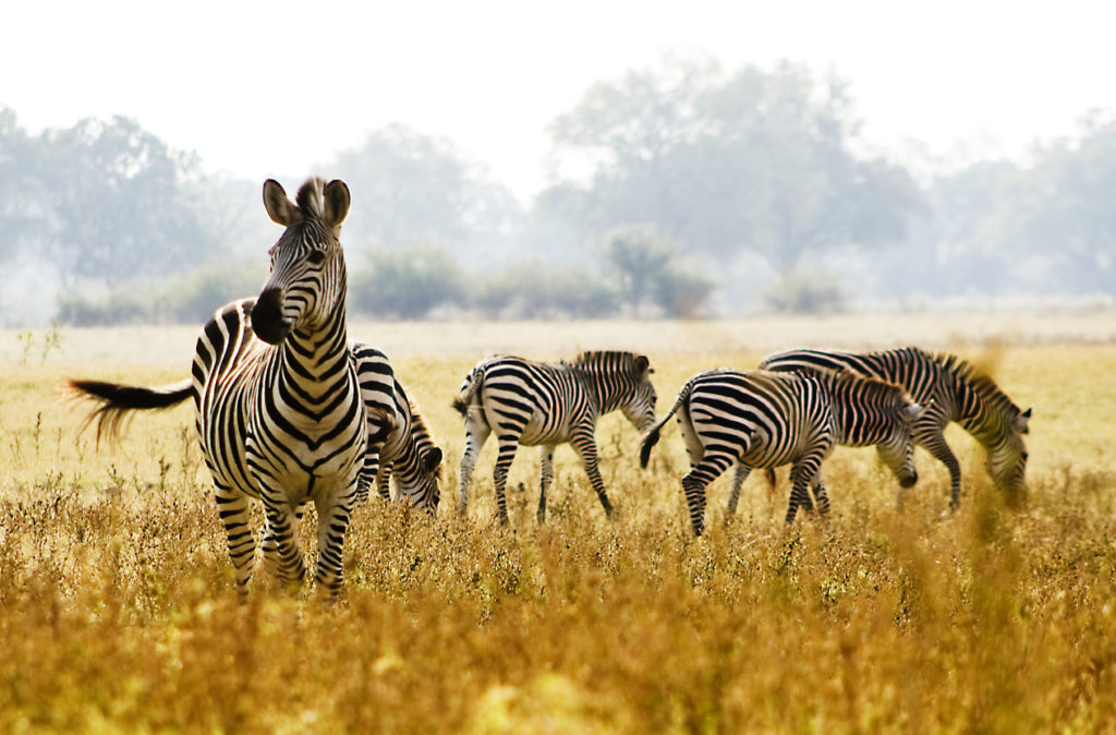 Male Zebra Protecting his herd in Zambia