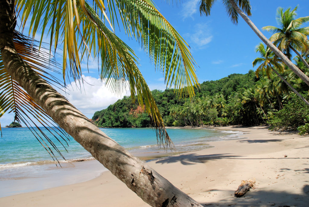 Slanted palm trees at Batibou beach