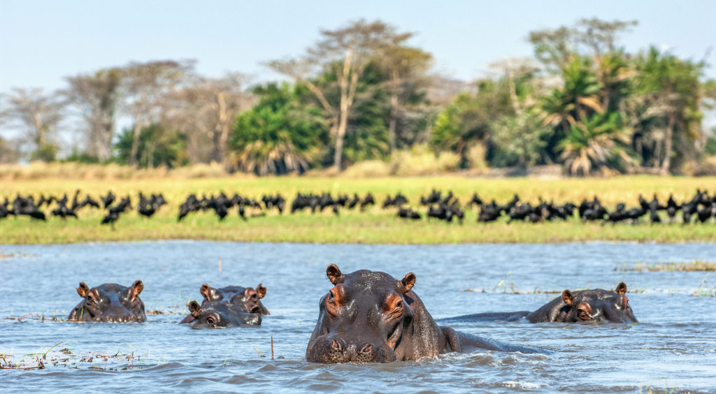 The common hippopotamus in the Zambezi River